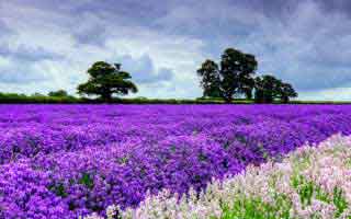 阜阳一中篮球队员名单，阜阳一中篮球队员名单公布