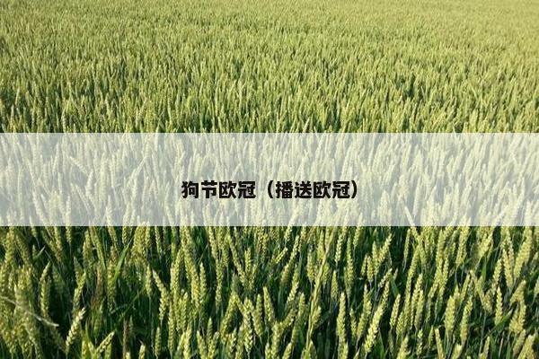 狗节欧冠（播送欧冠）