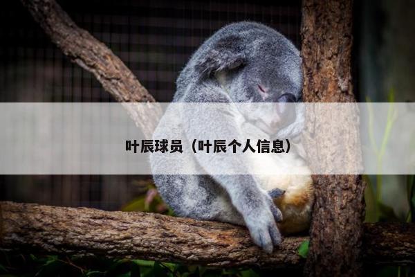 叶辰球员（叶辰个人信息）