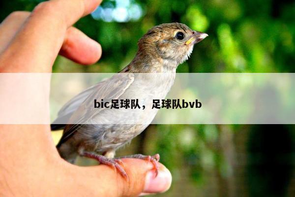 bic足球队，足球队bvb