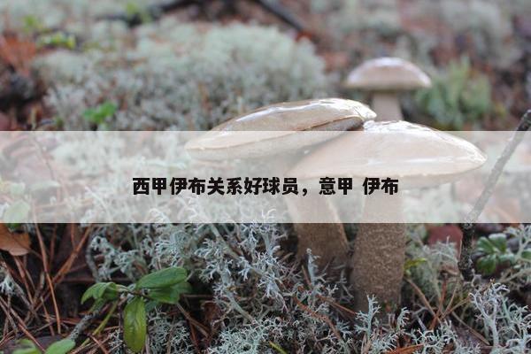 西甲伊布关系好球员，意甲 伊布