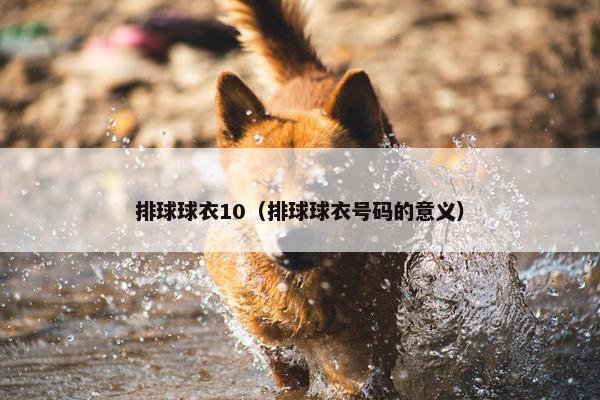 排球球衣10（排球球衣号码的意义）