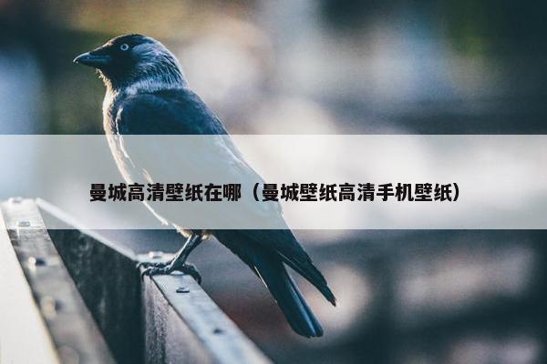 曼城高清壁纸在哪（曼城壁纸高清手机壁纸）