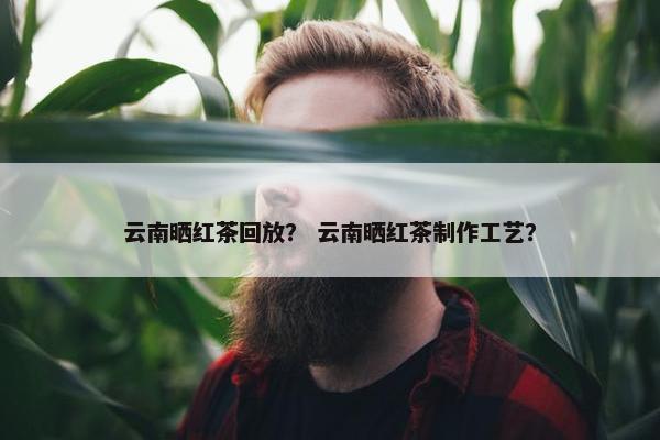 云南晒红茶回放？ 云南晒红茶制作工艺？