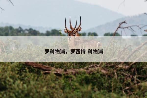 罗利物浦，罗西特 利物浦